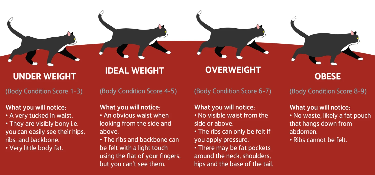 Average Cat Weight